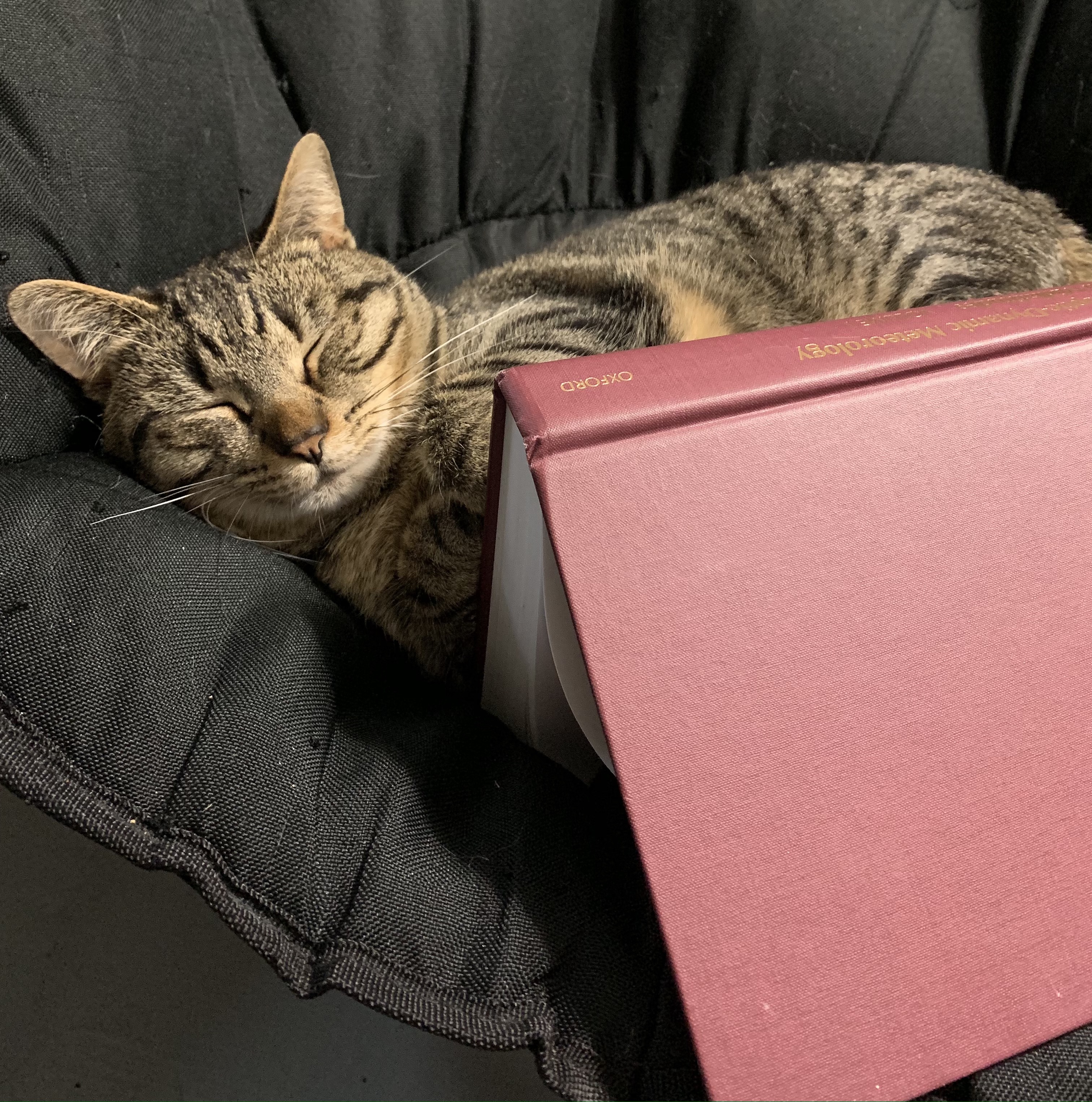 CC the cat sleeping next to a textbook
