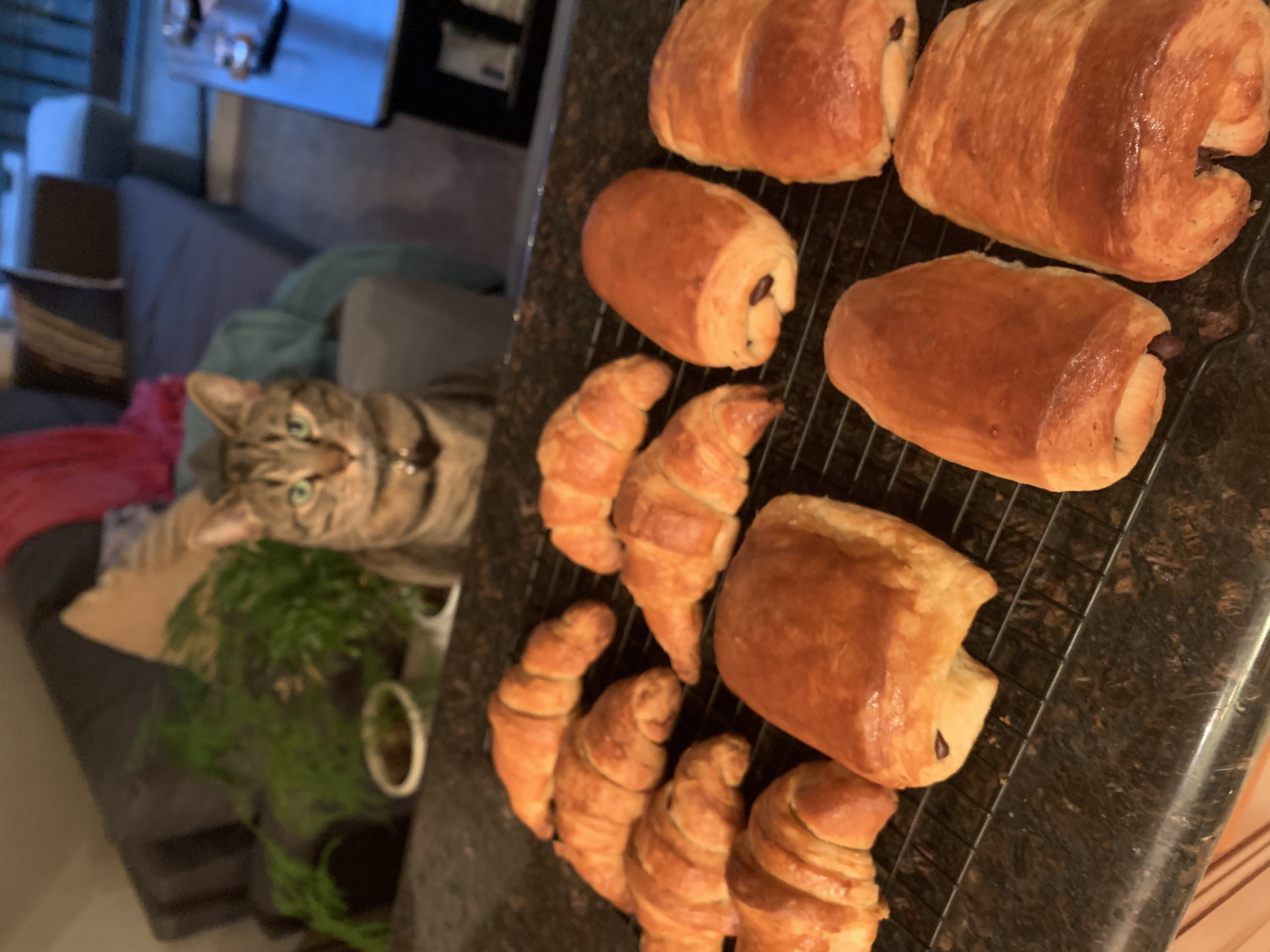 croissants (traditional and chocolate)